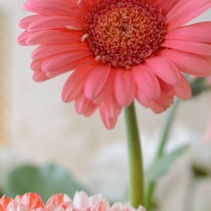 Meet your Posher, Kellie